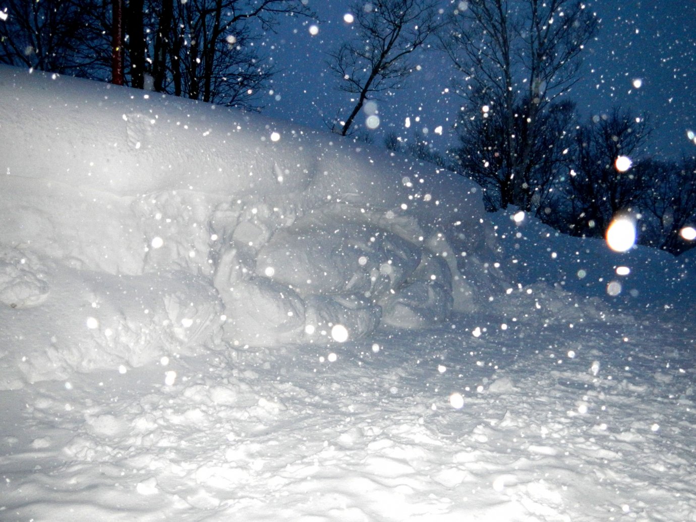 ニセコの雪壁でユノハナガニを掘り当てました